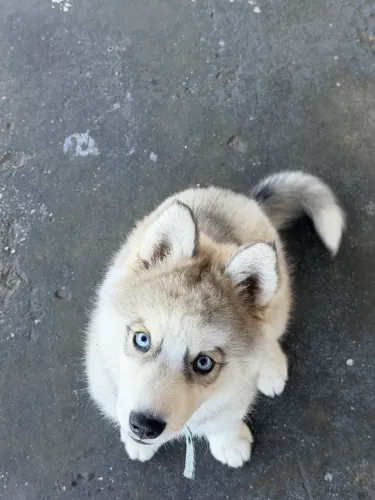Filhote de husky Siberiano 3 meses 
