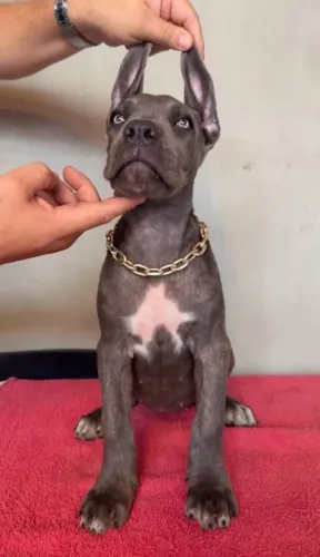 Cane Corso 