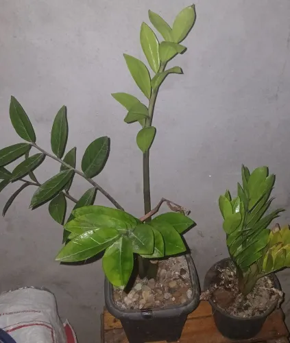 Planta da Fortuna