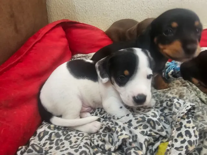 Disponível para entrega 2 machos basset arlequim