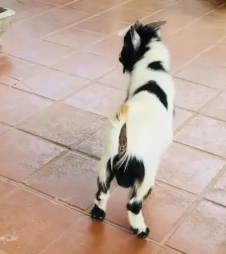 Mini Cabrito