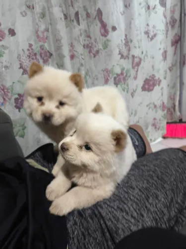 Cachorro Chow Chow