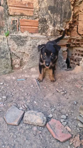 Cachorro