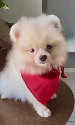 Lulu da pomerânia machinho