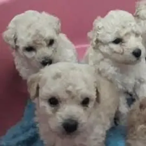 Poodle até 12x No Cartão ( Machinhos )
