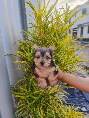 Yorkshire Disponível para quem busca um pet diferenciado