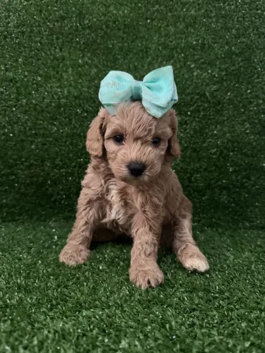 Poodle Toy - Filhotes vermifugado e vacinado 