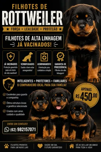 Venda de Rottweiler 