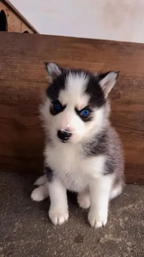 Filhote de husky siberiano