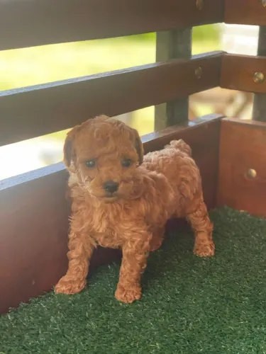 Poodle - Beleza natural/Entelre em contato !
