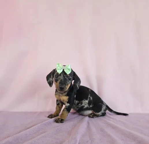 Dachshund Miniatura  - Lindos Filhotes - Várias Cores