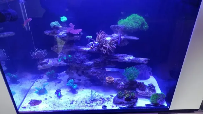 Aquário Marinho de 100 litros
