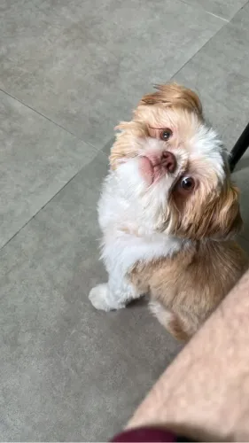 Doa-se cachorro shitzu
