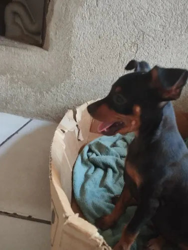Pinscher pequenino.