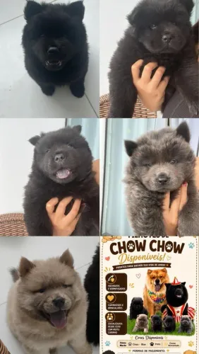 Filhotes de Chow Chow