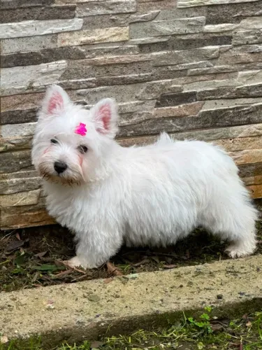 West Terrier | Entrega em Foz dia 13/08