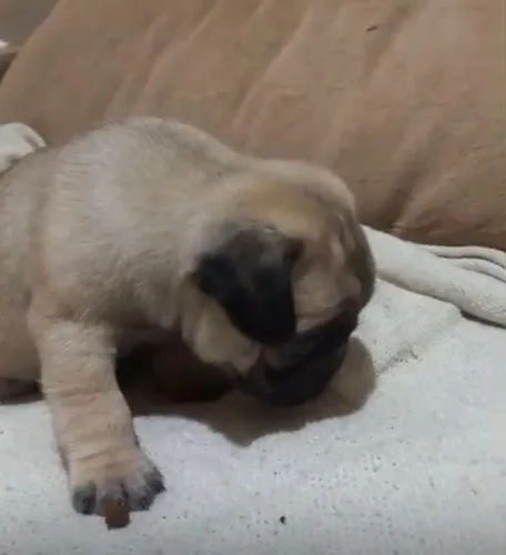 Pug carinhoso, divertido