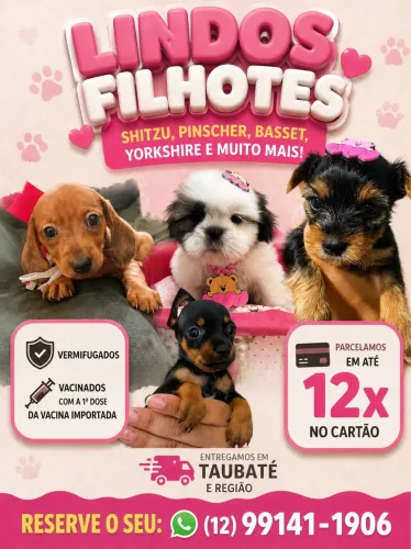 Filhotes Shitzu, pinscher, yorkshire 