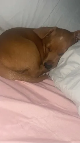 salsichas cachorro