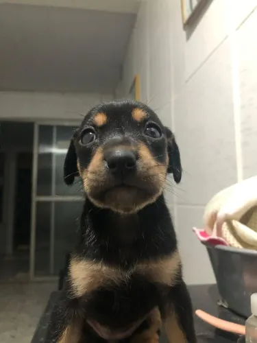 Doação filhote de cachorro 