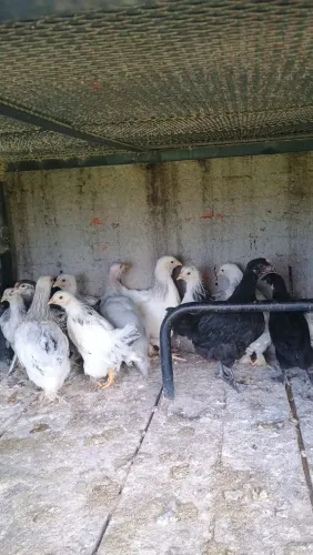 Animais para agricultura 