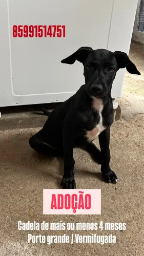 Cadelinha encontrada
