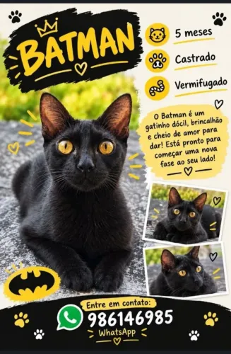 Gato castrado para adoção