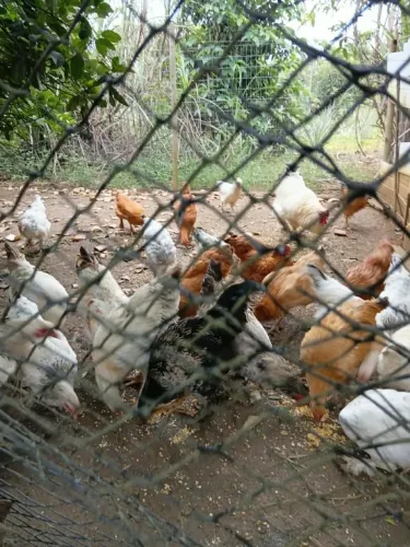 Galinha da raça Brahma 
