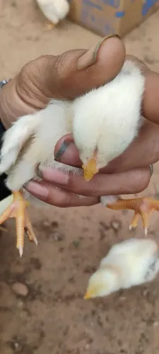 Vendo pintos caipira, e indianos crista bola
