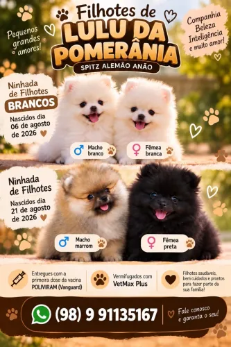 Lulu da Pomerânia