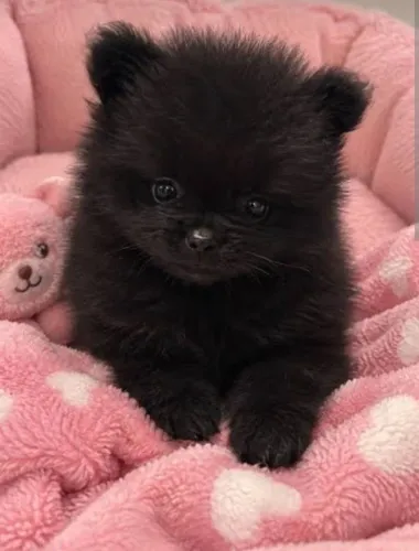 Spitz macho Black