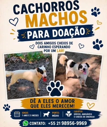 Doação de 2 cachorrinhos 