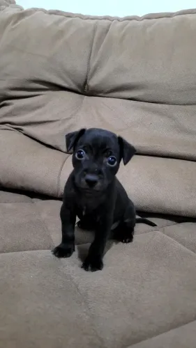 FILHOTES DE PINSCHER