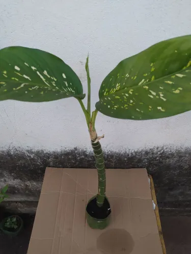 Plantas.