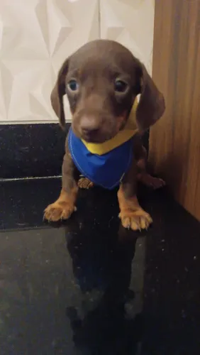 Dachshund chocolate (salsichinha )machinho