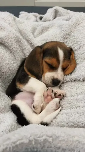 Beagle Esse baby vai ser seu melhor companheirinho