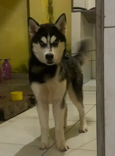 Filhote de husky siberiano à venda