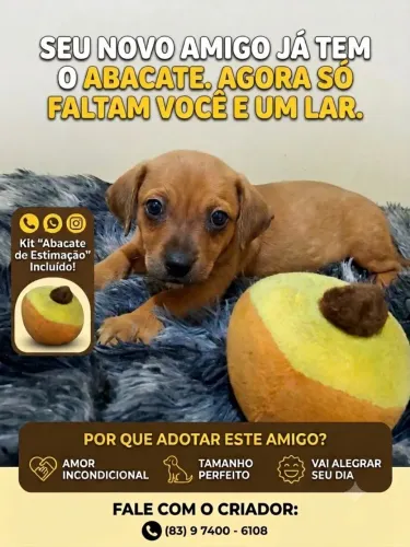 Filhotinho de Fox Paulistinha com Pinscher disponível... ?