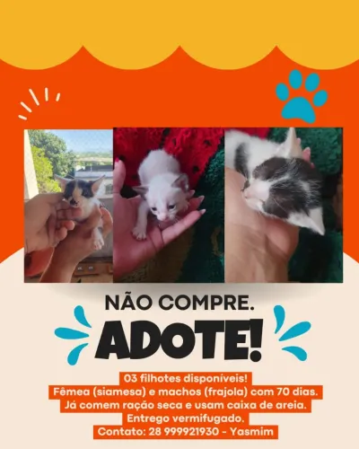 Gatos filhotes para adoção 