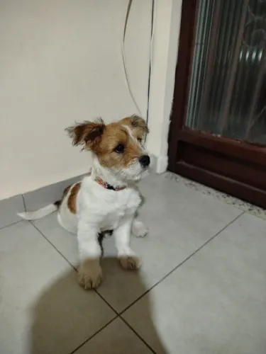Doa cachorro fêmea 