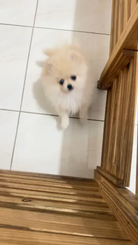 Lulu da Pomerania 