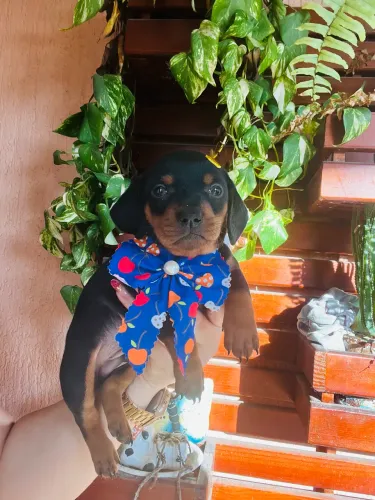 Basset Teckel dachshund fêmea