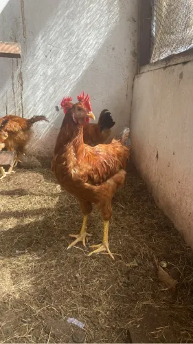 Galos e galinhas