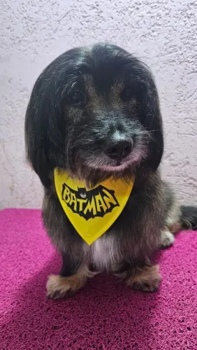Lyna Pet Banho e Tosa