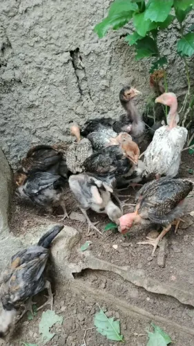 Pintinhos Caipira