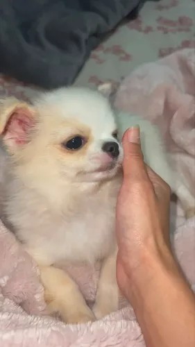 Chihuahua