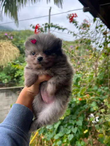 Lulu exótica blue merle