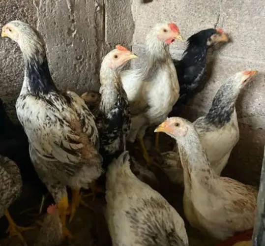 Vendo frangas e frangos caipira