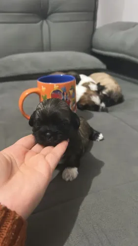 Shih Tzu Fêmea Pequenininha cabe na mão!