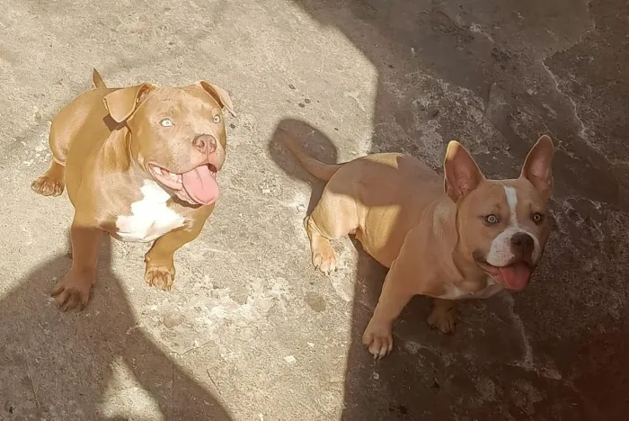 Animais de estimação